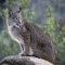 Utterly Lovely Lynx