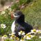 Shetland’s Spectacular Birds